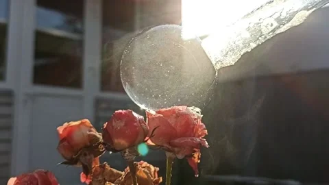 Failed and successful attempts of freezing soap bubble outside, on roses in sun Stock Footage 220569516