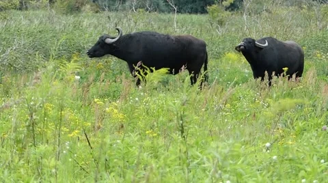 Failed mating attempt by buffalo Stock Footage 66120192