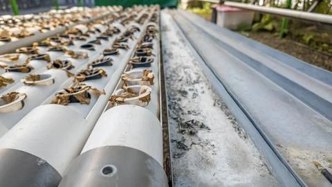 Failed Plants Growing in PVC Pipe Hydroponic System Inside Greenhouse Photos