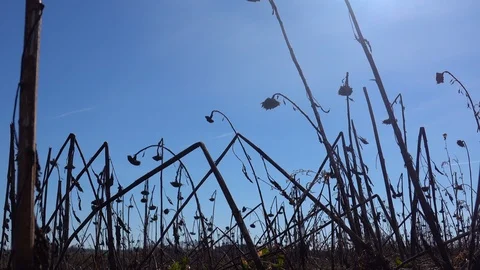 Failure of crops because of climate change Stock Footage 108852378