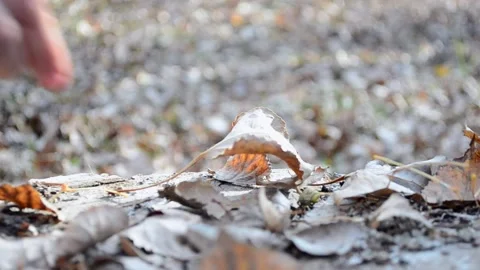 Failure in the search for mushrooms Stock Footage 159547848