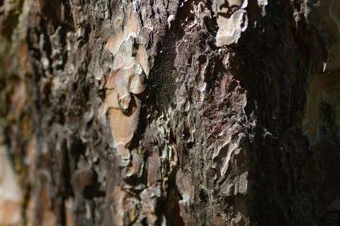 A faint cobweb on the bark of a pine tree Stock Photos
