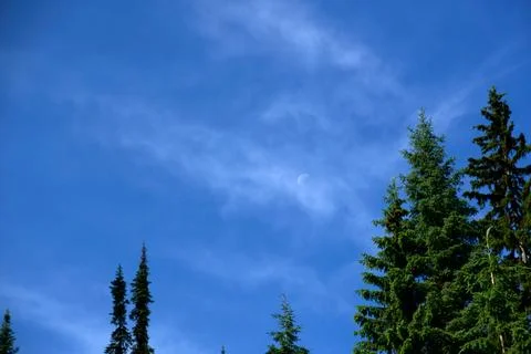 Faint Crescent Moon Visible in a Clear Blue Sky Above Pine Trees Fotos Stock