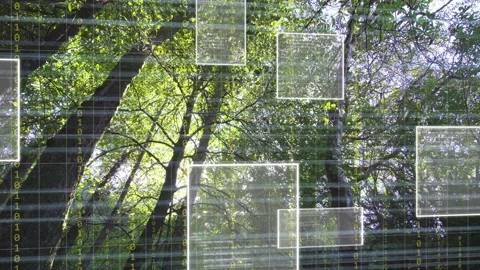 Faint grid appearing over tree canopy, translucent panels materializing and Stock Footage 333463620