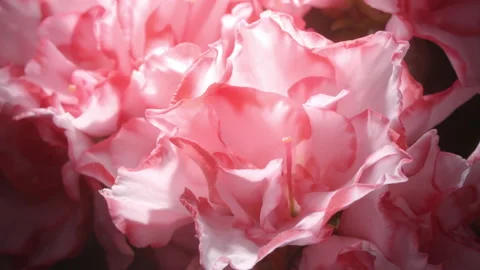 Faint Light falling on a tender pink flower Stock Footage 151209379