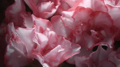 Faint Light falling on a tender pink flower Stock Footage 151209401