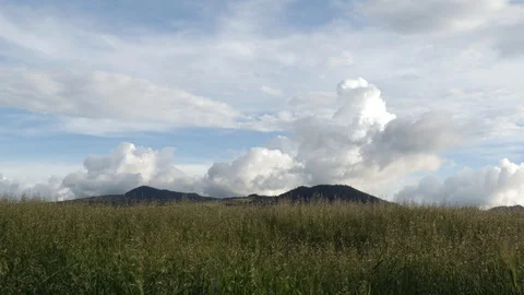The faint sound of the meadow 動画素材 96542984