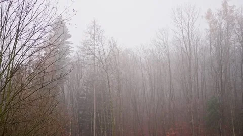 Faint Trees Veiled, Misty Forest With Gentle Hues, Softly Fading Birch Trees Video stock 323093614