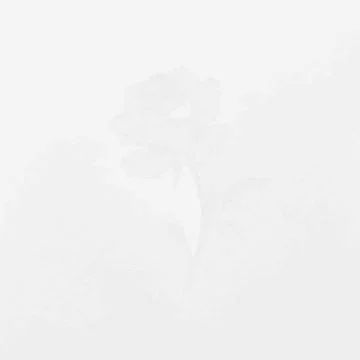 Faint white flower illustration background Silhouette Stock Illustration