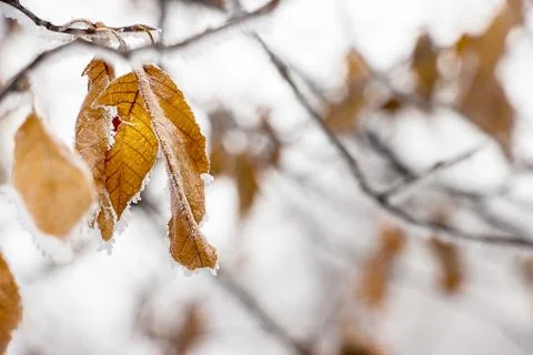Faint yellow leaf of bird cherry tree with hoarfrost on branch. Foto stock