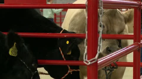 Fair cattle in stall close Stock Footage 12505460