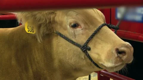 Fair cow close up Stock Footage 12505011