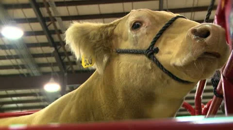 Fair cow close up low angle Stock Footage 12504925