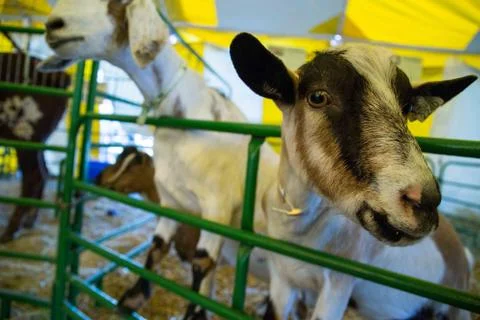 Fair Goats Stock Photos
