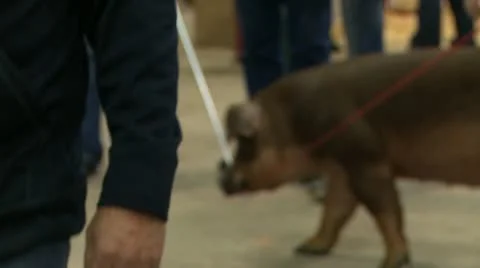 Fair herd pig 2 Stock Footage 12506192