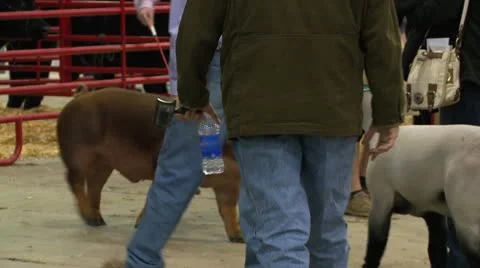 Fair herd pig 3 Stock Footage 12506285