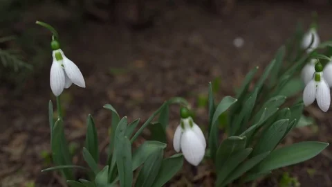 Fair-maids of spring Stock Footage 73136457