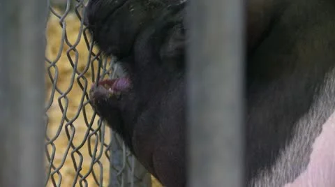 Fair pig in pen 1 Stock Footage 12506925