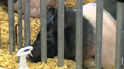 Fair pig in pen 3 Stock Footage 12508122