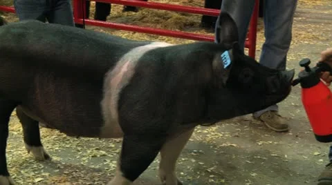 Fair pig prep to auction 1 Stock Footage 12507194