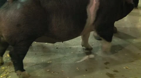 Fair pig prep to auction 2 Video stock 12506921