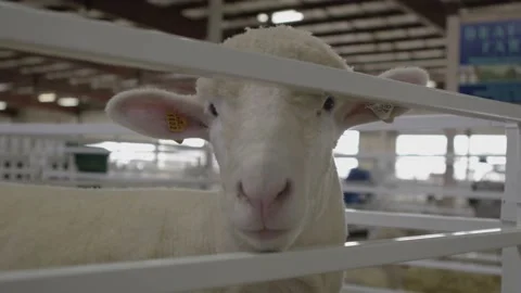 Fair Sheep Stock-Footage 204817310
