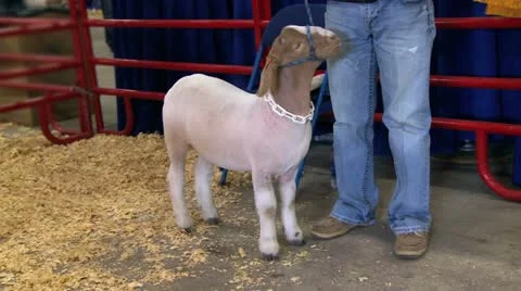 Fair show goat Video stock 12507047