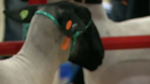 Fair show sheep 2 Stock Footage 12507435