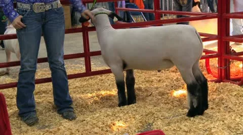 Fair show sheep Stock Footage 12508124