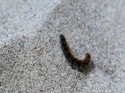 A fairly big caterpillar making its way across the hot beach sand. 스톡 동영상 107624551