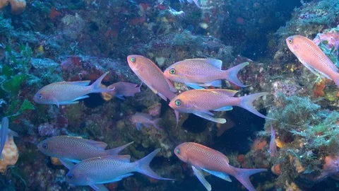 Fairy Baslet Video stock 96856542