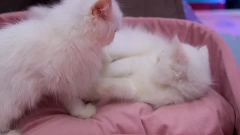 Fairy Cats Playing in a Pink Cloud! Fluffy White cats Pouncing on a Pink Bed, Stock Footage 343783243