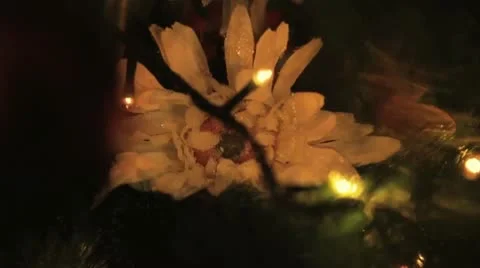 Fairy Flower L Video stock 10679419