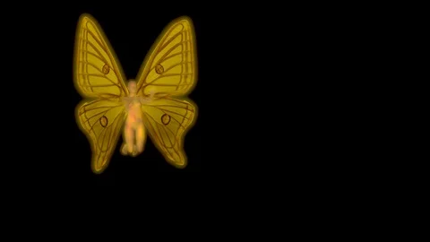 Fairy flying wings flapping . 3d animation Stock-Footage 104531523