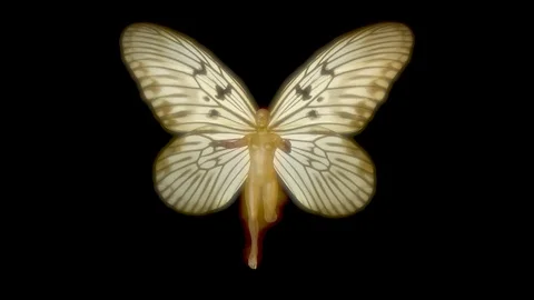 Fairy flying wings flapping . 3d animation . Isolated black and white alpha mask Видео 104531574