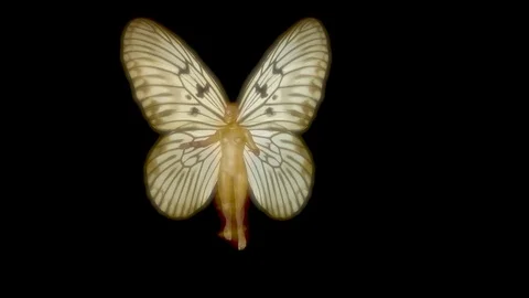 Fairy flying wings flapping . 3d animation . Isolated black and white alpha mask Stock Footage 104531578