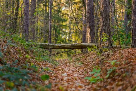Fairy forest with fallen tree over path Stock Photos