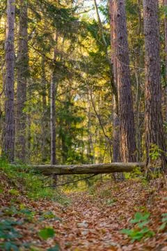Fairy forest with fallen tree over path Stock Photos