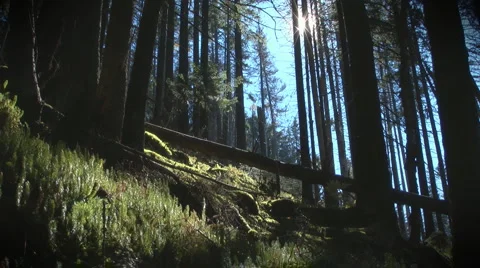 Fairy forest Video stock 981597