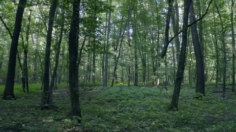 Fairy forest Stock Footage 154890076