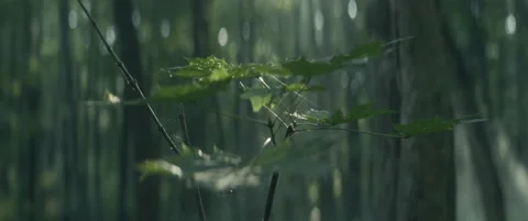Fairy forest Stock Footage 154890083