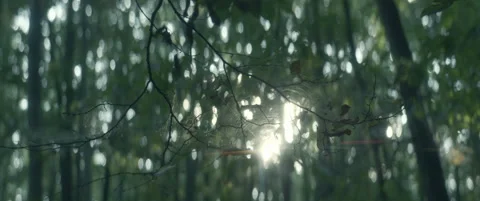 Fairy forest Stock Footage 154890100