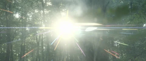 Fairy forest Stock Footage 154890102