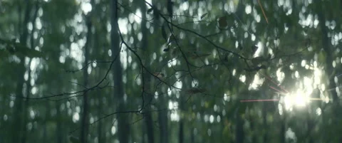 Fairy forest Stock Footage 154890105