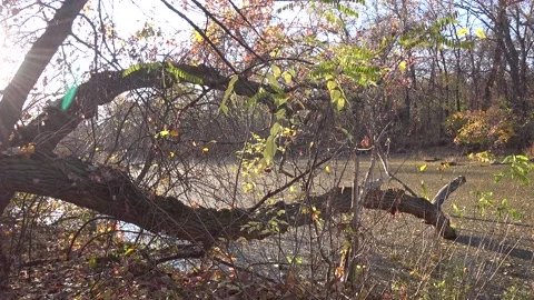 Fairy forest 動画素材 164231756