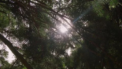 The fairy forest is illuminated by the rays of the sun. Stock Footage 241724673