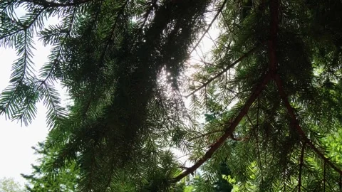 The fairy forest is illuminated by the rays of the sun. Stock Footage 241725486