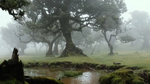 Fairy forest madeira Video stock 237757403