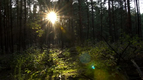 Fairy forest moss Stock Footage 67107800