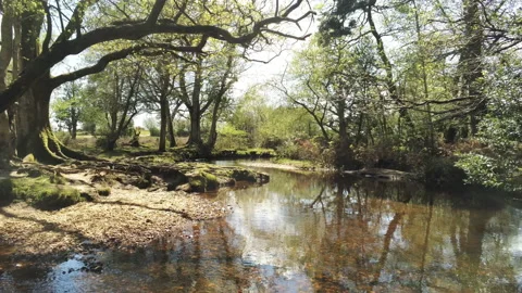 Fairy Forest - New Forest Video stock 153987225